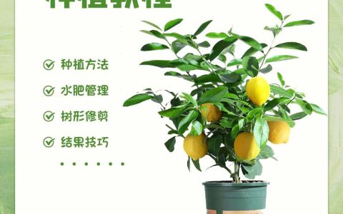 夏天适合种什么水果？这份种植指南让你丰收整个夏天