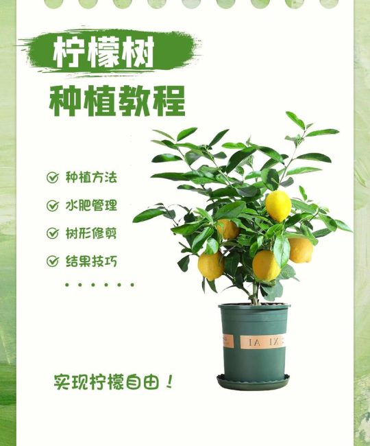 夏天适合种什么水果？这份种植指南让你丰收整个夏天