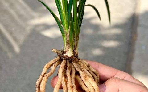 兰花一盆几苗最好？不同盆径与品种的黄金搭配方案