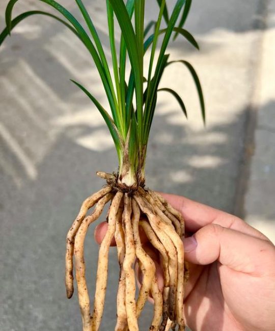 兰花一盆几苗最好？不同盆径与品种的黄金搭配方案
