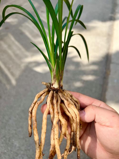 兰花一盆几苗最好?不同盆径与品种的黄金搭配方案 兰花一盆几苗最好?不同盆径与品种的黄金搭配方案