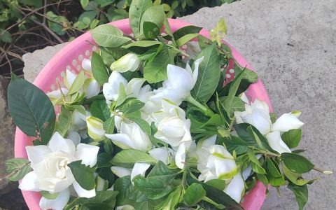 栀子花摘下来怎么保存时间长？3步急救保鲜法延长花期