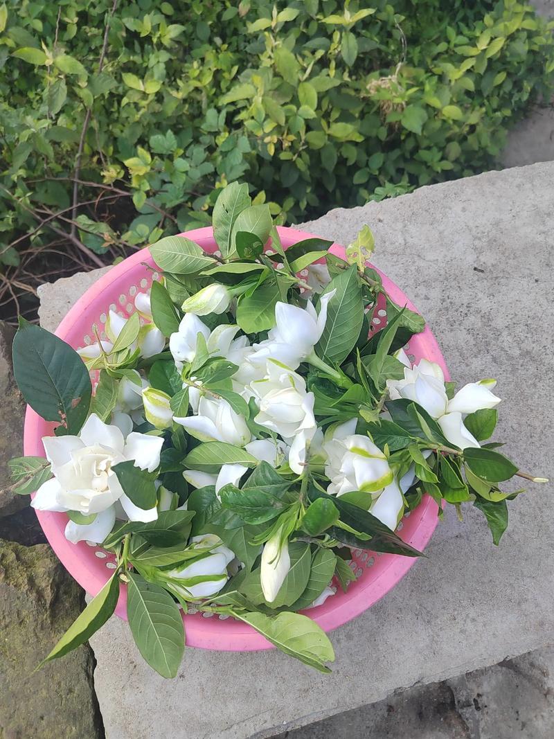 栀子花摘下来怎么保存时间长?3步急救保鲜法延长花期 栀子花摘下来怎么保存时间长?3步急救保鲜法延长花期