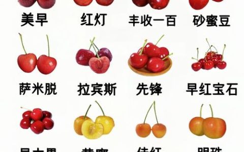 樱桃与车厘子全解析：品种、种植与苗木选购指南