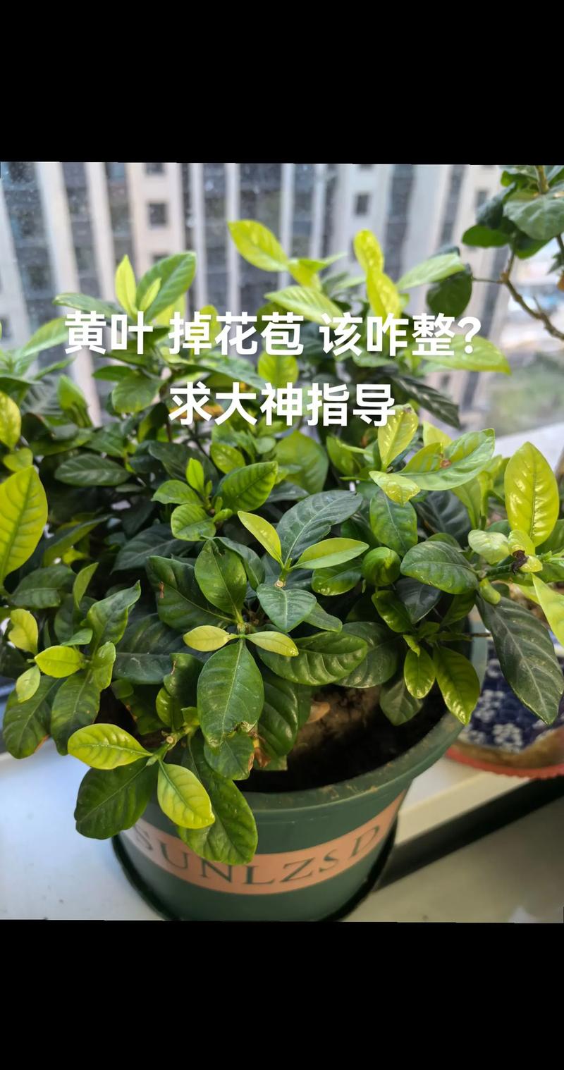 二、光照失衡导致花蕾早衰