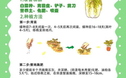 家里种青菜怎么种？从播种到收获的全流程指南