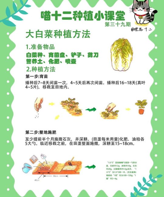 家里种青菜怎么种？从播种到收获的全流程指南