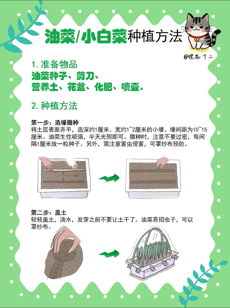 家里种青菜怎么种?从播种到收获的全流程指南 三、播种操作:密度与深度
