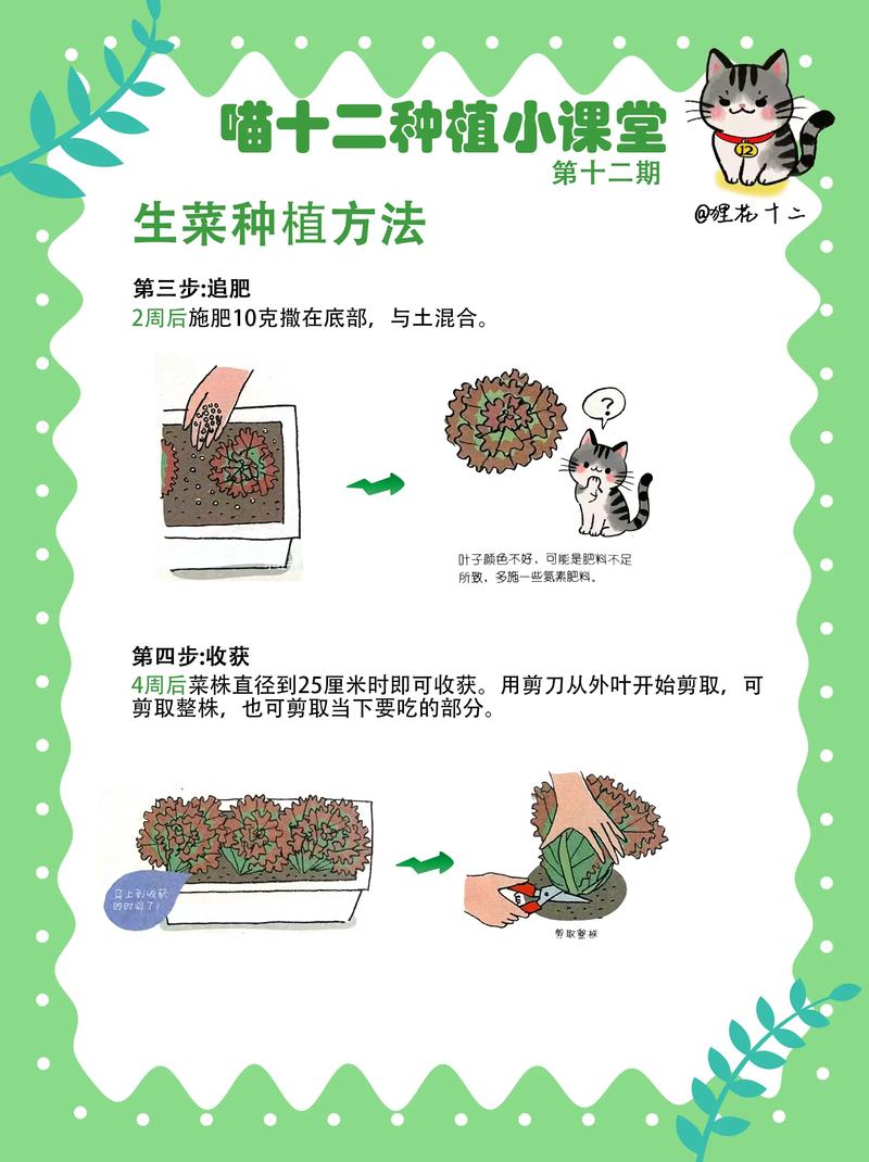 家里种青菜怎么种?从播种到收获的全流程指南 五、间苗与移栽:间距决定产量