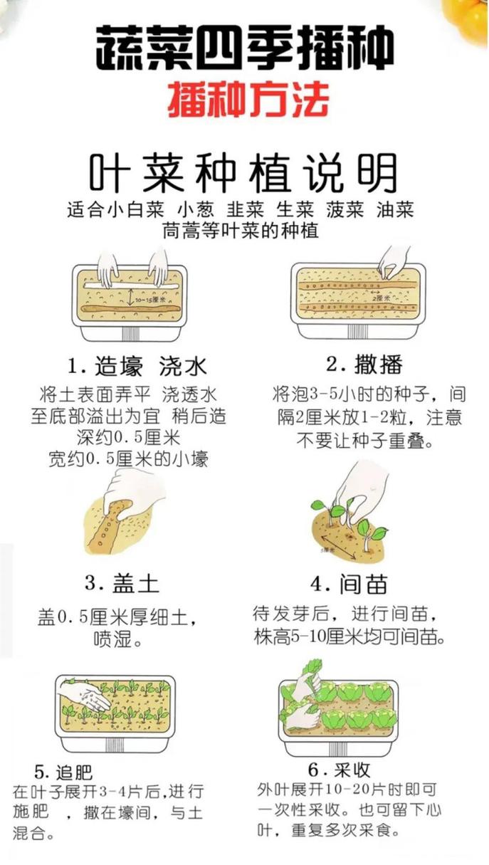 家里种青菜怎么种?从播种到收获的全流程指南 七、日常浇水与常见问题
