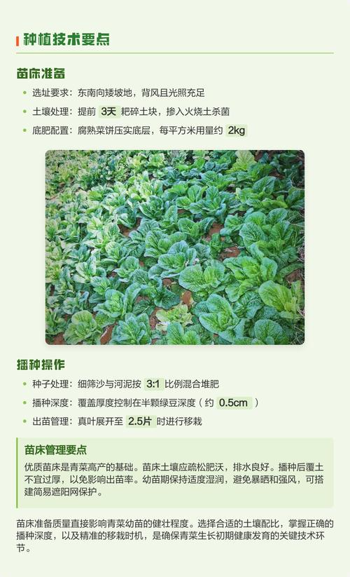 家里种青菜怎么种?从播种到收获的全流程指南 六、追肥与水肥管理
