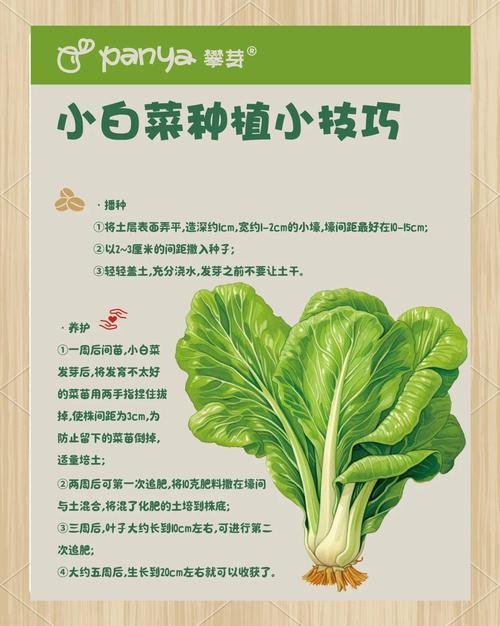 家里种青菜怎么种?从播种到收获的全流程指南 八、收获与下一轮