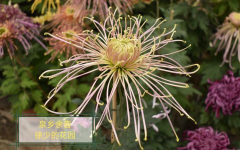 菊花是春季开花吗？揭秘菊花的真实花期与养护指南