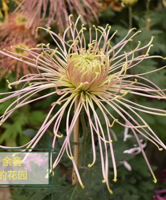 菊花是春季开花吗？揭秘菊花的真实花期与养护指南