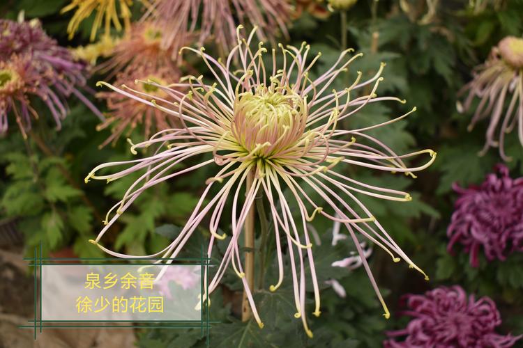 菊花是春季开花吗?揭秘菊花的真实花期与养护指南 菊花是春季开花吗?揭秘菊花的真实花期与养护指南