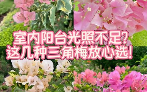 金边花叶红是勤花吗？揭秘三角梅中的“勤花之王”与养护要点