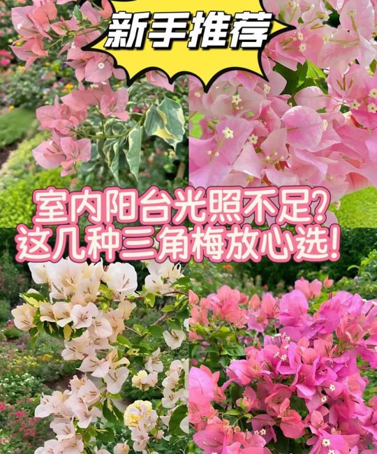 金边花叶红是勤花吗？揭秘三角梅中的“勤花之王”与养护要点