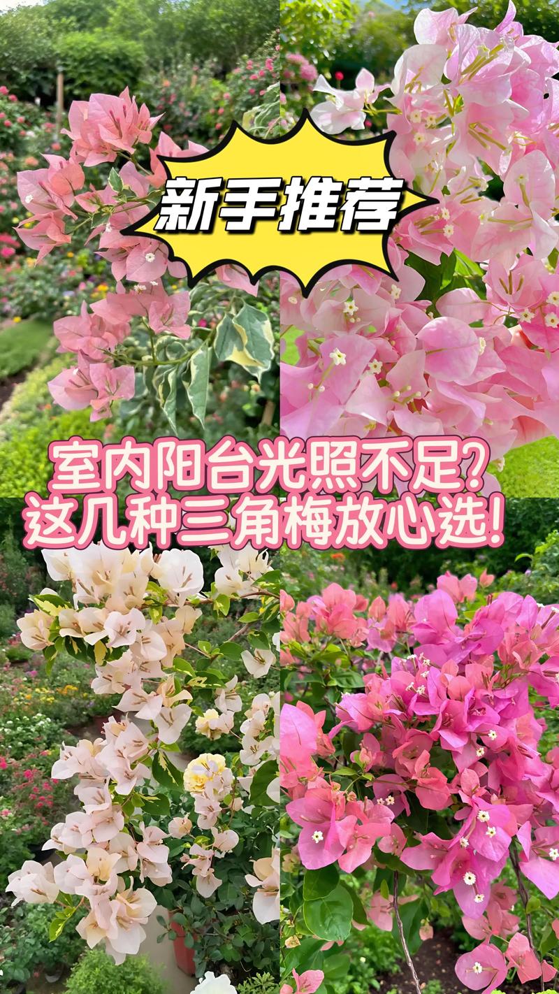 一、先看品种基因：金边花叶红天生就是“勤花胚子”