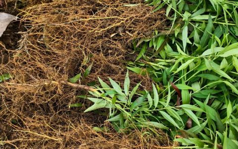 桃树重茬种植全攻略：原桃树土壤能种新树吗？如何科学提高成活率？