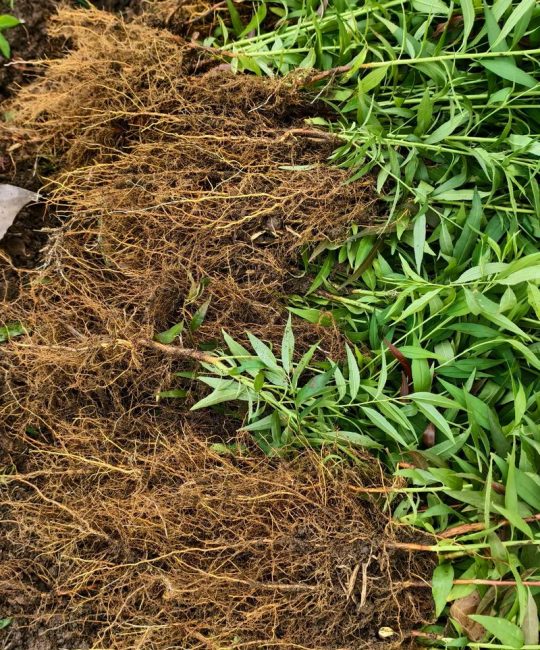 桃树重茬种植全攻略：原桃树土壤能种新树吗？如何科学提高成活率？