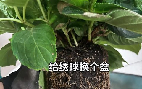 绣球花换盆时间和方法：最佳时机与全流程养护指南