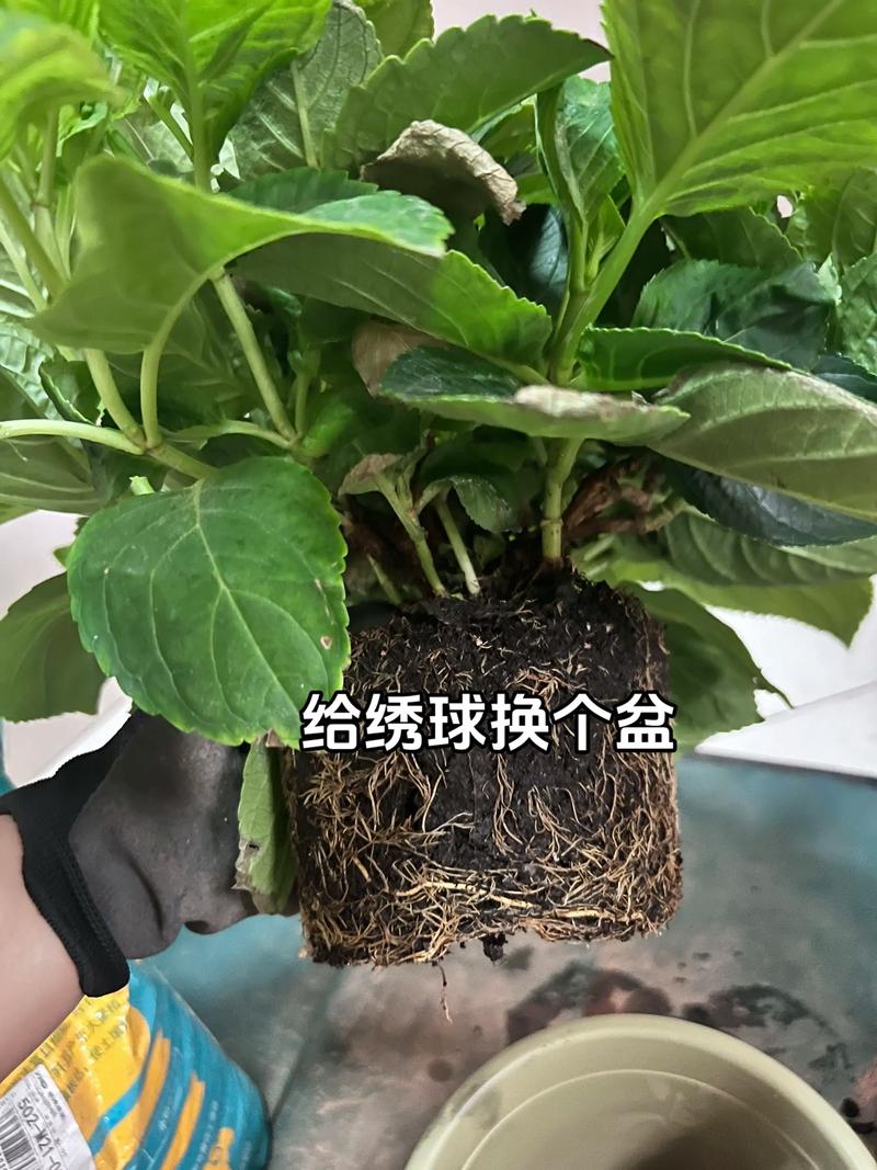 绣球花换盆时间和方法:最佳时机与全流程养护指南 绣球花换盆时间和方法:最佳时机与全流程养护指南