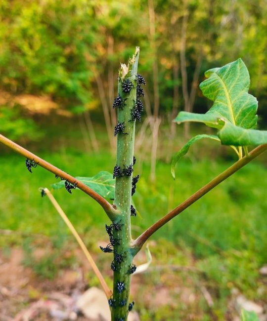 香椿树上的虫子叫什么？揭秘香椿蛀斑螟的识别与防治