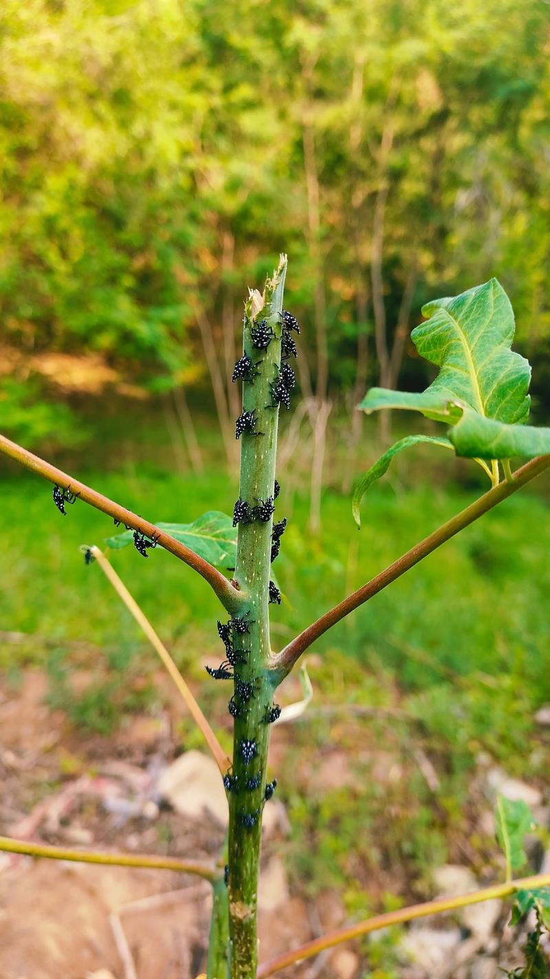 香椿树上的虫子叫什么？揭秘香椿蛀斑螟的识别与防治