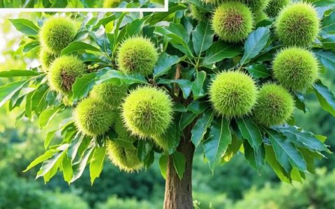 板栗树种植指南：适宜区域、时间与核心管理技术
