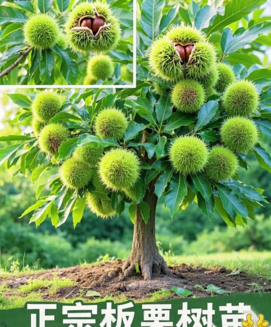 板栗树种植指南：适宜区域、时间与核心管理技术