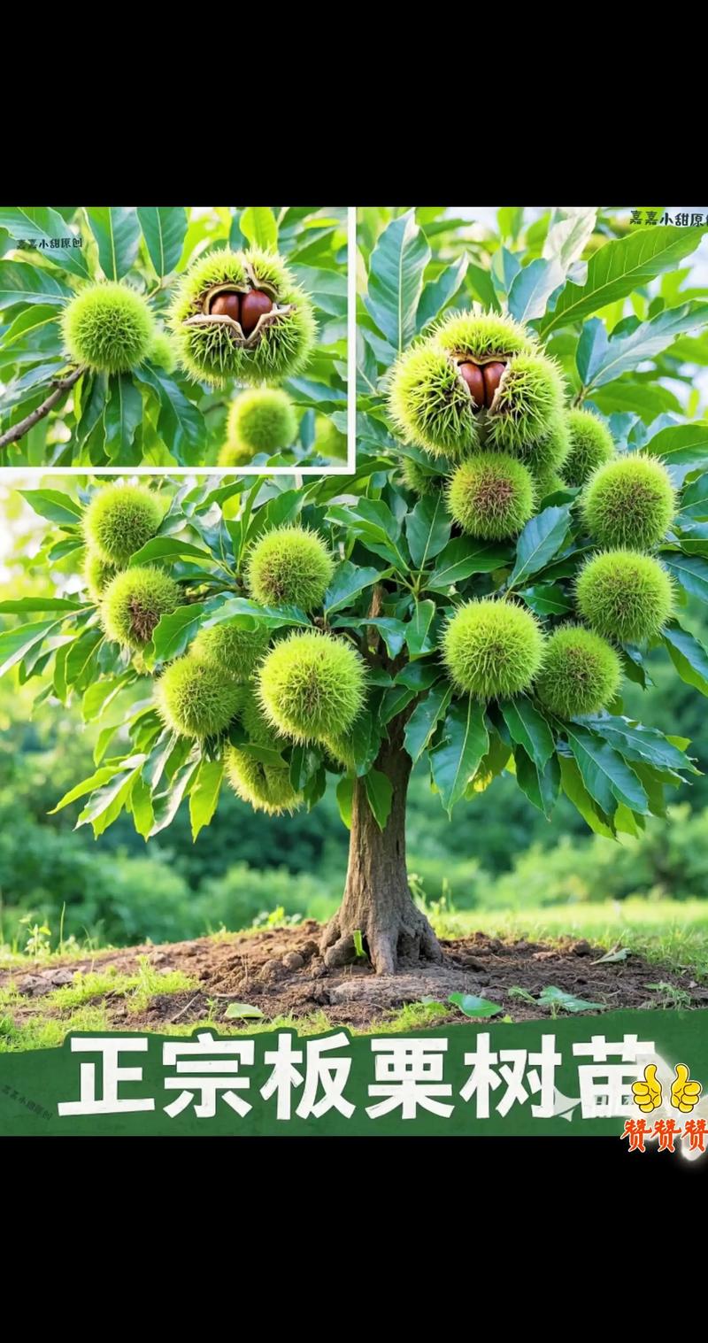 板栗树种植指南:适宜区域、时间与核心管理技术 板栗树种植指南:适宜区域、时间与核心管理技术