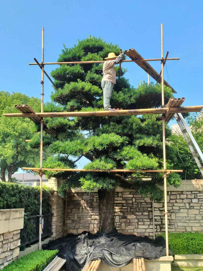 罗汉松能长成大树吗?庭院乔木的树形养成与移栽养护全解 规格选择与全冠移栽技术