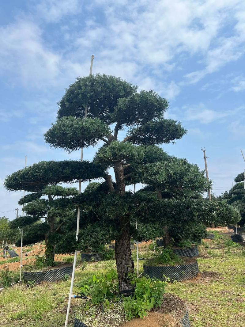 罗汉松能长成大树吗?庭院乔木的树形养成与移栽养护全解 修剪与长期管理
