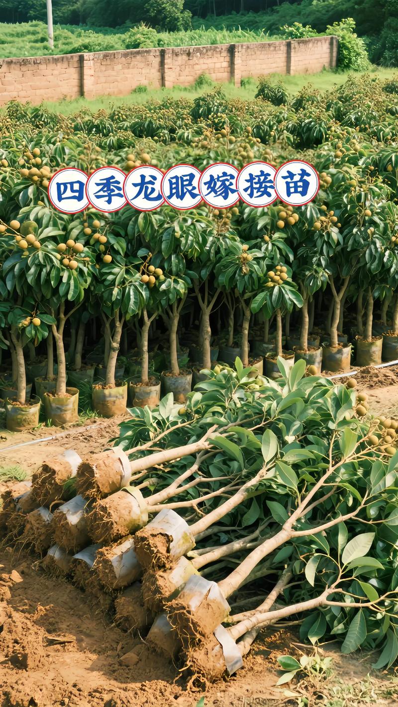 哪里果树苗好?认准嫁接苗与壮根的选购核心标准 品种选择与适种地区:精准匹配气候是成功的一半