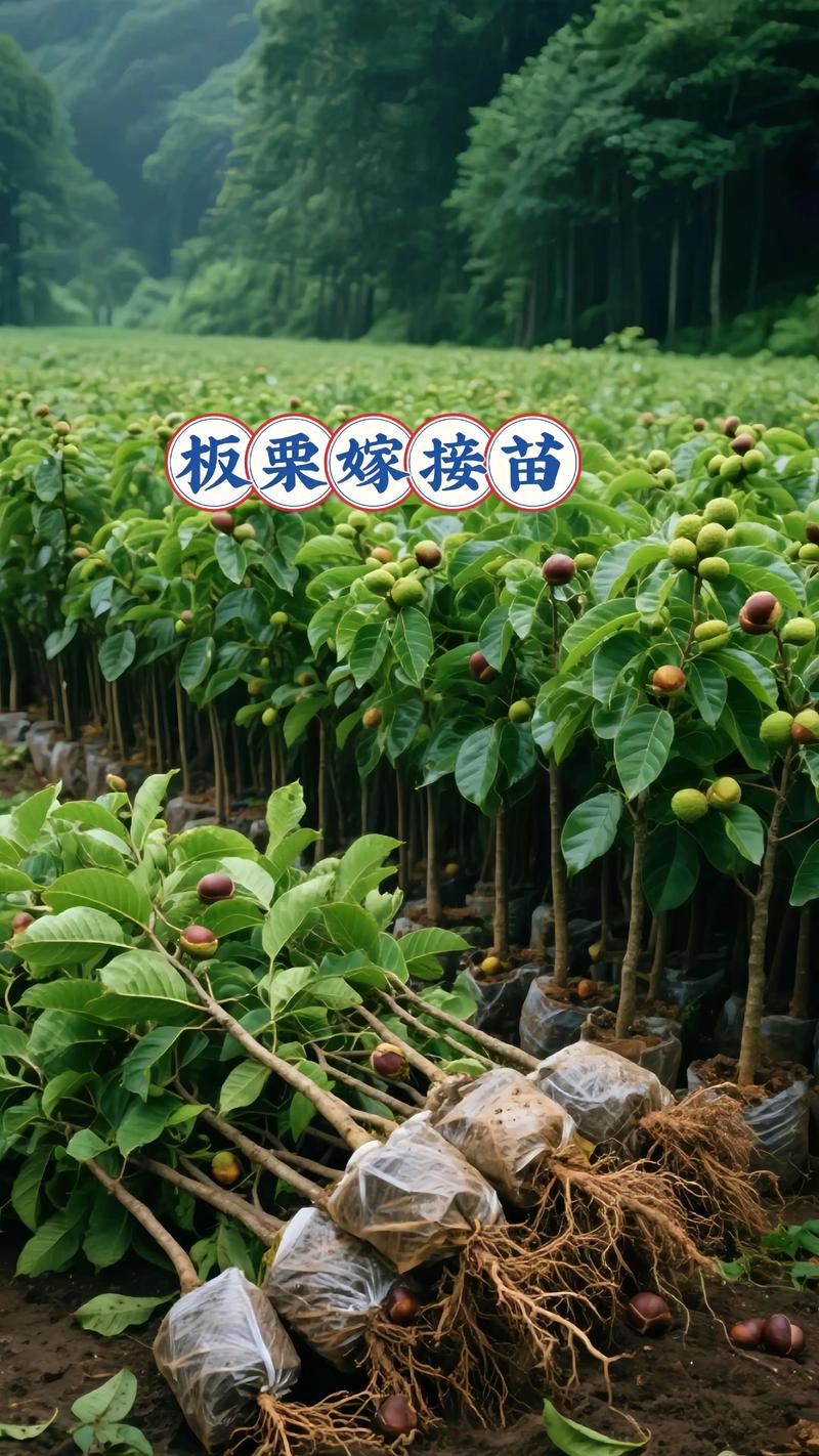 哪里果树苗好?认准嫁接苗与壮根的选购核心标准 正规采购渠道:省级科研所苗圃与持证基地是首选