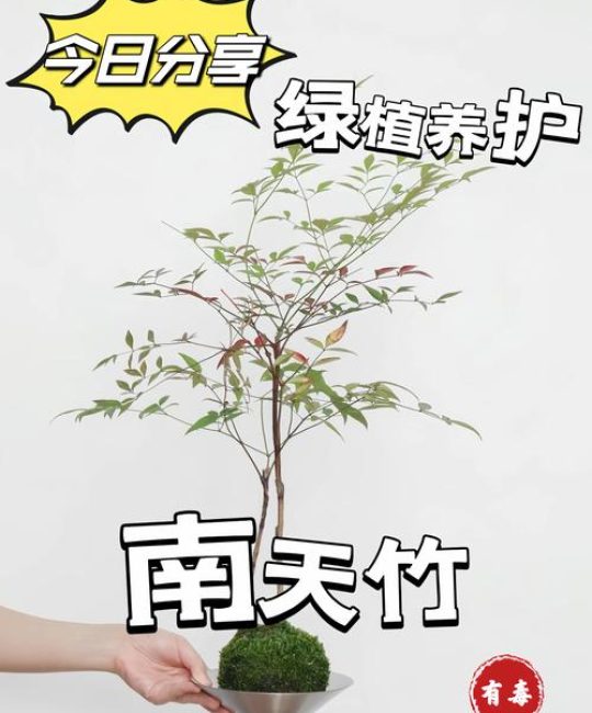 南天竹果实可以插花吗？用途、搭配与养护要点全解析