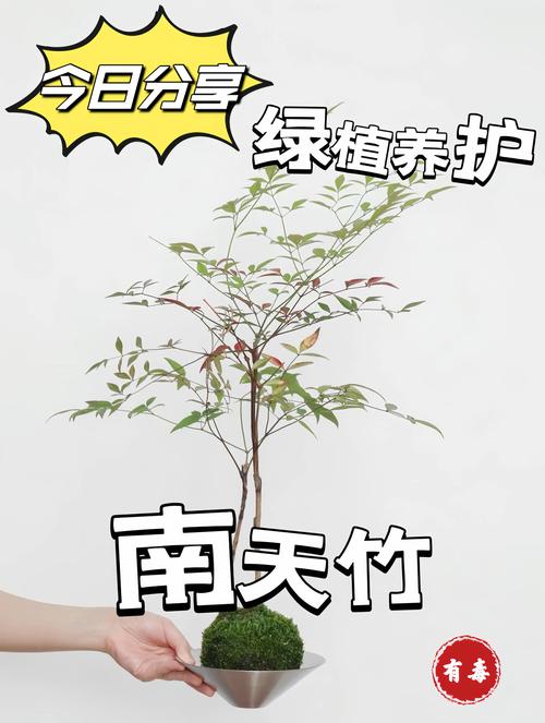 南天竹果实可以插花吗?用途、搭配与养护要点全解析 南天竹果实可以插花吗?