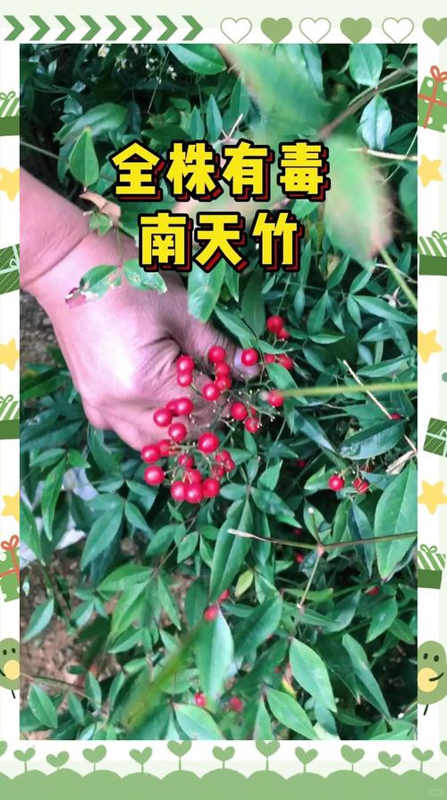 南天竹果实可以插花吗?用途、搭配与养护要点全解析 结语