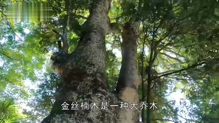 楠木树多少钱?2025年最新价格参考区间与影响因素全解析 产地(品种与区域差异)