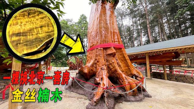 楠木树多少钱?2025年最新价格参考区间与影响因素全解析 数量(采购批量与议价空间)
