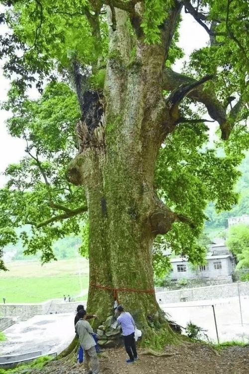 楠木树多少钱?2025年最新价格参考区间与影响因素全解析 楠木树价格咨询指南