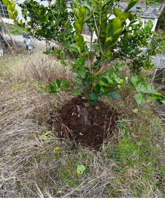 果树施肥最佳时间应依据物候期分为萌芽肥、花果肥、采后基肥及休眠肥四个关键节点