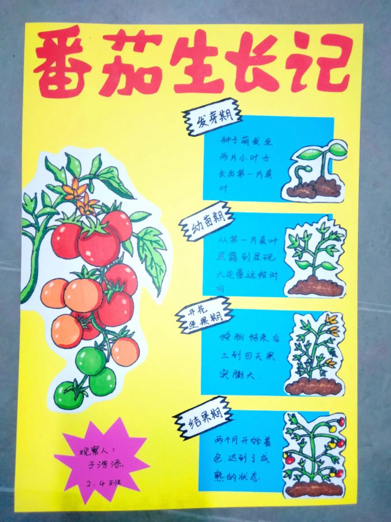 家种小番茄全攻略:从选时到成活的7个步骤,新手也能种出丰收果 二、土壤环境