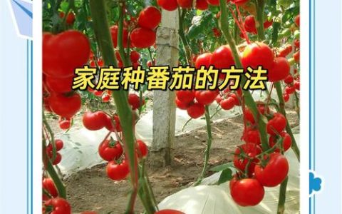 家种小番茄全攻略：从选时到成活的7个步骤，新手也能种出丰收果