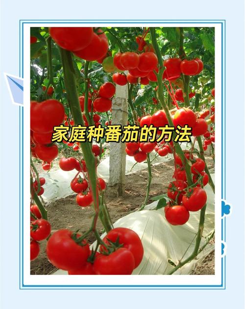 家种小番茄全攻略:从选时到成活的7个步骤,新手也能种出丰收果 一、适宜时间