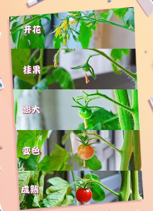 家种小番茄全攻略:从选时到成活的7个步骤,新手也能种出丰收果 四、栽植深度