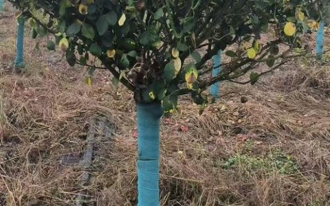 月季树桩用什么树嫁接？优选砧木品种与操作全解析