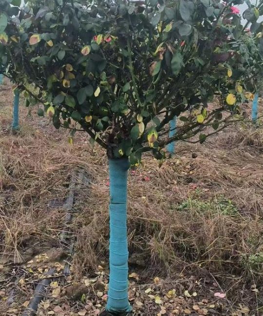 月季树桩用什么树嫁接？优选砧木品种与操作全解析