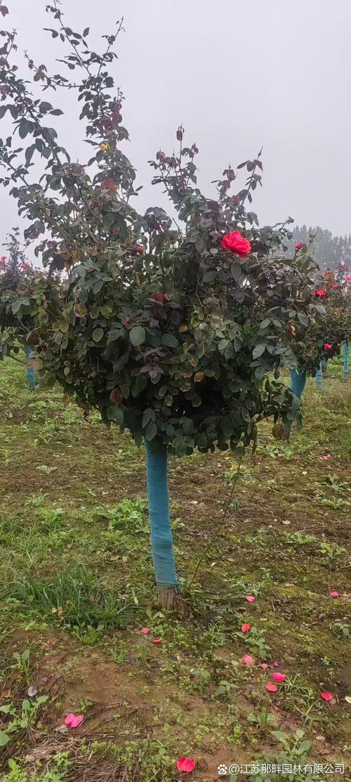 月季树桩用什么树嫁接?优选砧木品种与操作全解析 主流砧木品种对比