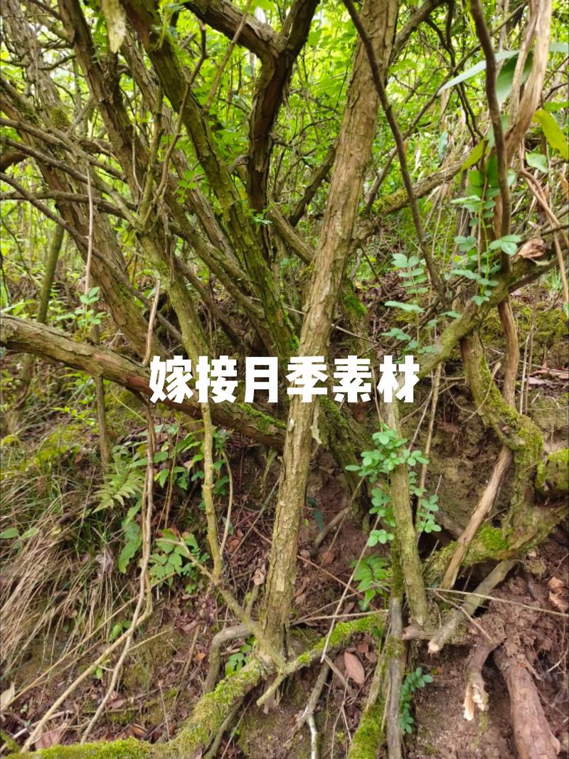月季树桩用什么树嫁接?优选砧木品种与操作全解析 常见失败原因与诊断